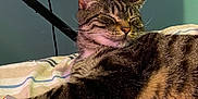 Cody joined the competition — help win amazing prizes! cat, tabby, feline, pet, sleeping, resting, bed, striped_bedspread, indoor, fur, whiskers, ears, relaxed, closeup, animal, domestic_animal, laying_down, cozy, home, peaceful