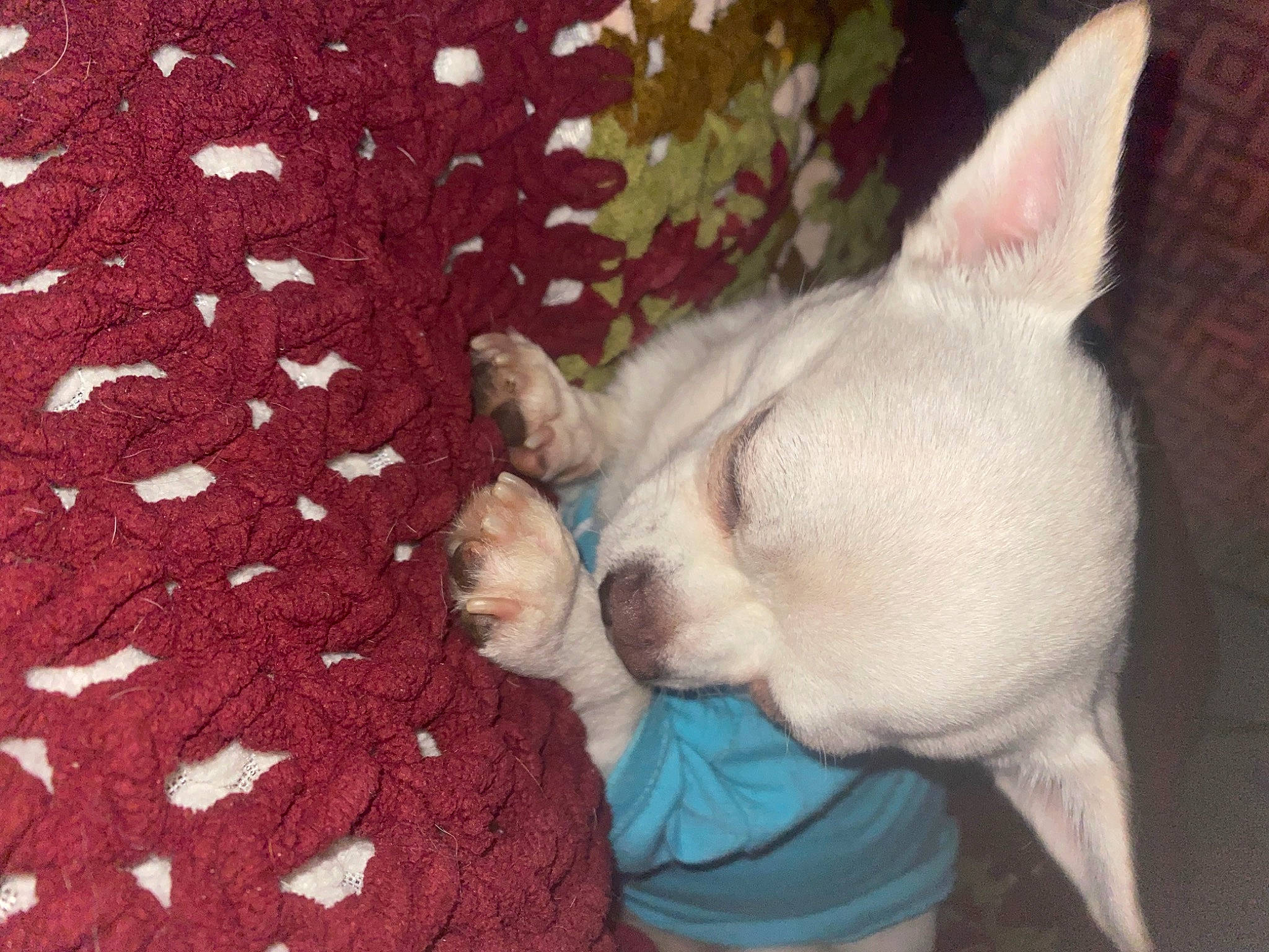 Baby Boy joined the competition — help win amazing prizes! bulldog, canidae, carmine, carnivore, comfort, companion_dog, dog, dog_breed, fawn, felidae, fur, pattern, snout, sporting_group, tail, terrestrial_animal, toy_dog, whiskers, working_animal, woven_fabric