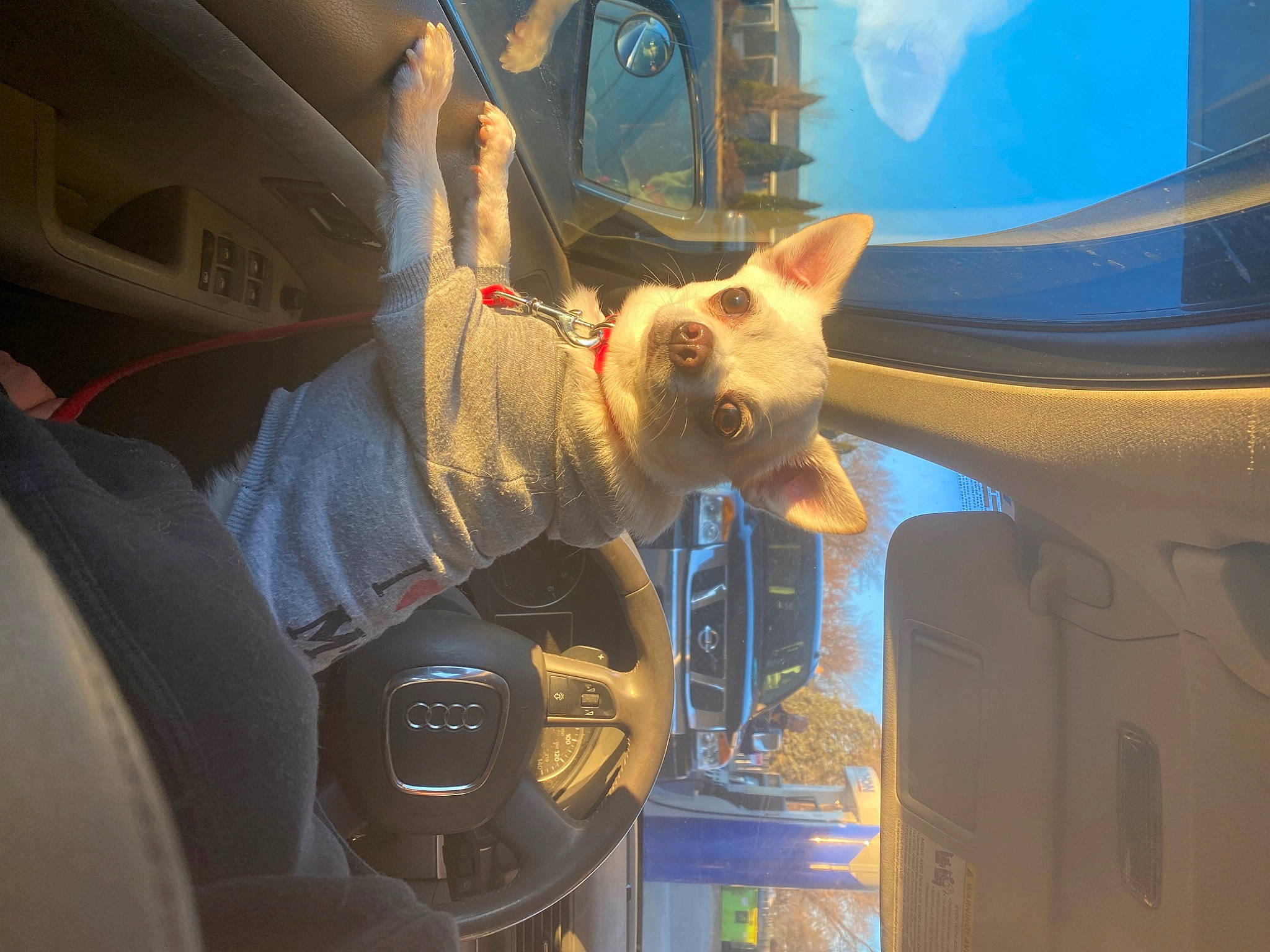 Baby Boy is registered to the contest to win money with this photo: auto_part, automotive_exterior, automotive_lighting, automotive_window_part, carnivore, cat, electric_blue, fawn, felidae, gesture, hand, hood, motor_vehicle, small_to_medium_sized_cats, steering_wheel, vehicle, vehicle_door, whiskers, window, windshield