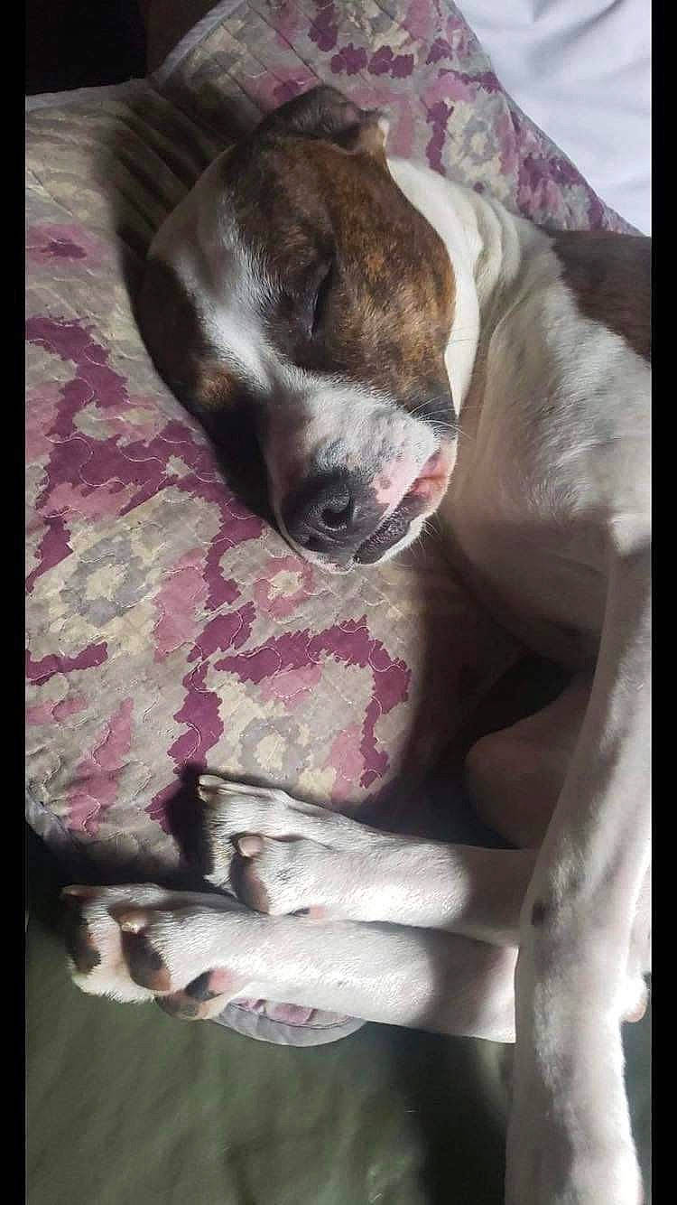 Ruffus is registered to the contest to win money with this photo: carnivore, collar, comfort, companion_dog, dog, dog_breed, fawn, flesh, fur, linens, nail, paw, puppy_love, terrestrial_animal, whiskers, working_animal, wrist