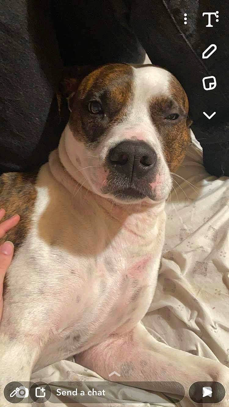 Ruffus joined the competition — help win amazing prizes! carnivore, collar, companion_dog, dog, dog_breed, dog_collar, fawn, non_sporting_group, snout, whiskers, working_animal