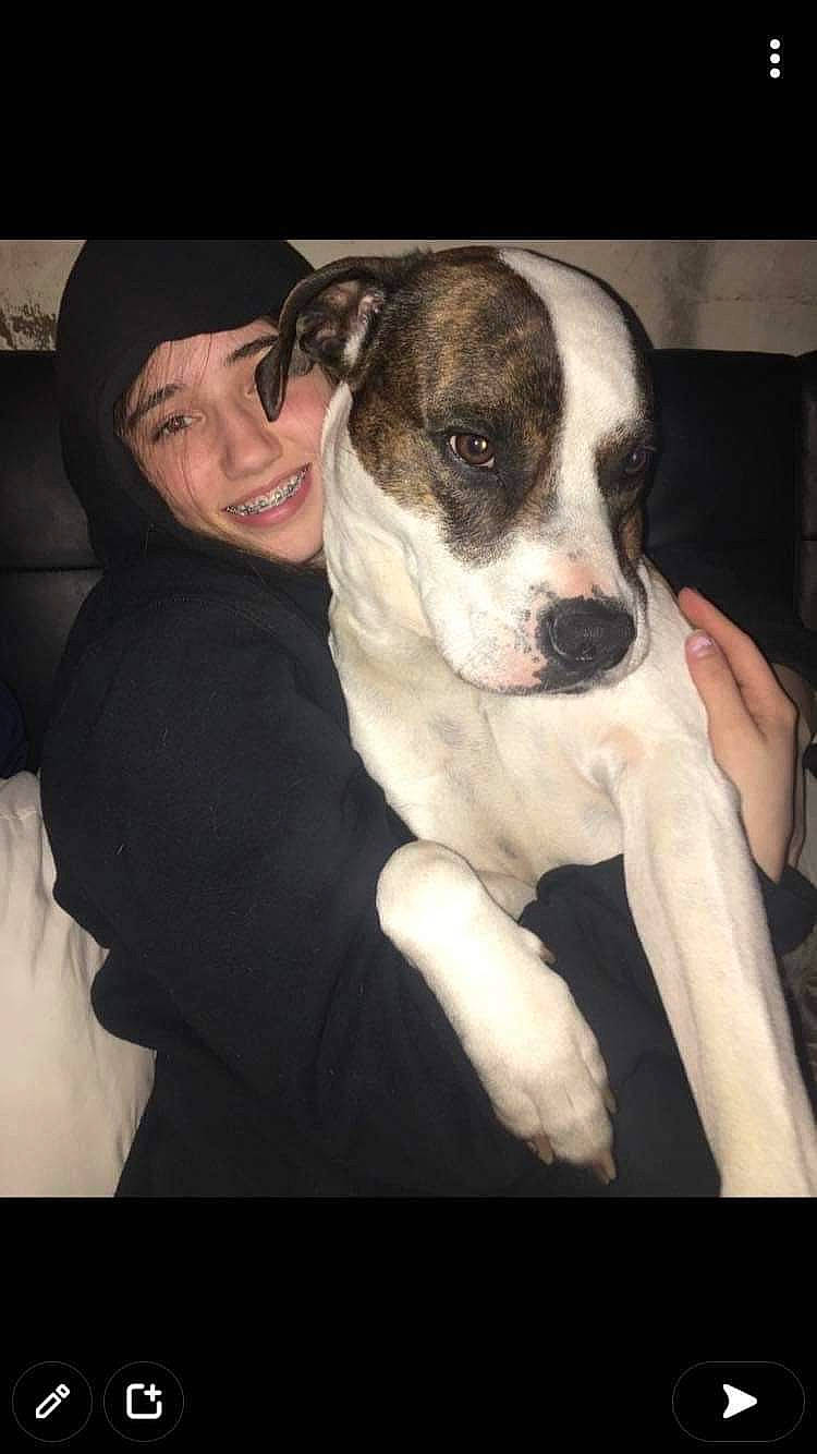 Ruffus joined the competition — help win amazing prizes! canidae, carnivore, comfort, companion_dog, dog, dog_breed, fawn, flash_photography, fur, non_sporting_group, puppy_love, smile, snout, sporting_group, whiskers, working_animal