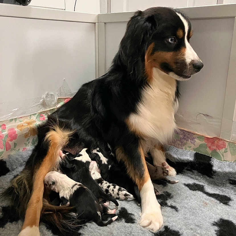 Unshein participe au concours pour gagner de l'argent avec cette photo : animal, black, blanket, brown, comfort, cute, dog, floor, fur, home, indoor, mammal, mother, newborn, nursing, pet, puppies, resting, white, young