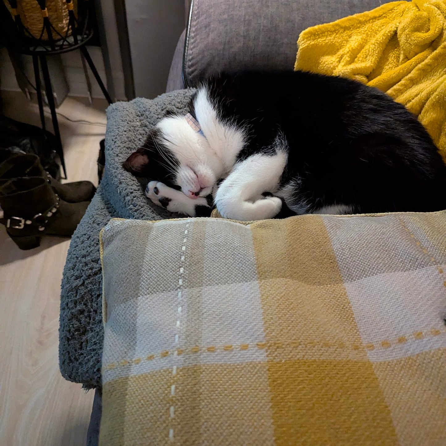 Bob joined the competition — help win amazing prizes! animal, bed, blanket, canine, cat, chair, couch, cushion, dog, furniture, homedecor, indoors, interiordesign, kitten, linen, person, pet, puppy, quilt, sleeping