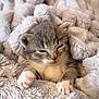 kitten, cat, sleepy, cozy, blanket, fur, cute, pet, animal, soft, paws, resting, indoor, young, mammal, feline, small, adorable, comfort, snuggle