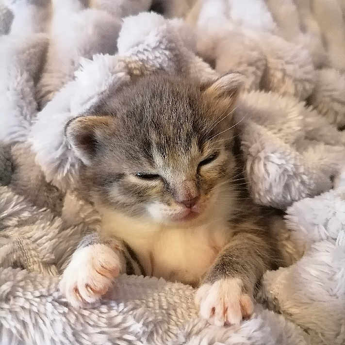 Rengoku participe au concours pour gagner de l'argent avec cette photo : adorable, animal, blanket, cat, comfort, cozy, cute, feline, fur, indoor, kitten, mammal, paws, pet, resting, sleepy, small, snuggle, soft, young