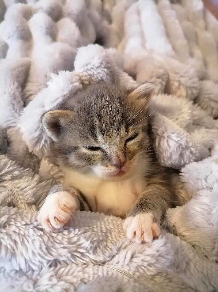 Rengoku participe au concours pour gagner de l'argent avec cette photo : kitten, cat, sleepy, cozy, blanket, fur, cute, pet, animal, soft, paws, resting, indoor, young, mammal, feline, small, adorable, comfort, snuggle
