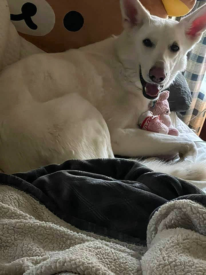 Liam joined the competition — help win amazing prizes! canidae, carnivore, comfort, companion_dog, dog, dog_breed, fawn, felidae, fur, grey, linens, mammal, paw, small_to_medium_sized_cats, snout, sporting_group, tail, whiskers, white, working_animal