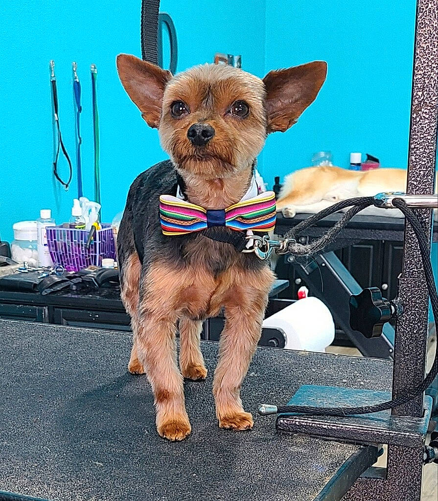 Theiland joined the competition — help win amazing prizes! canidae, carnivore, collar, companion_dog, dog, dog_breed, dog_clothes, dog_collar, dog_supply, fawn, fur, leash, pet_supply, small_terrier, snout, sporting_group, terrier, toy_dog, vertebrate, working_animal