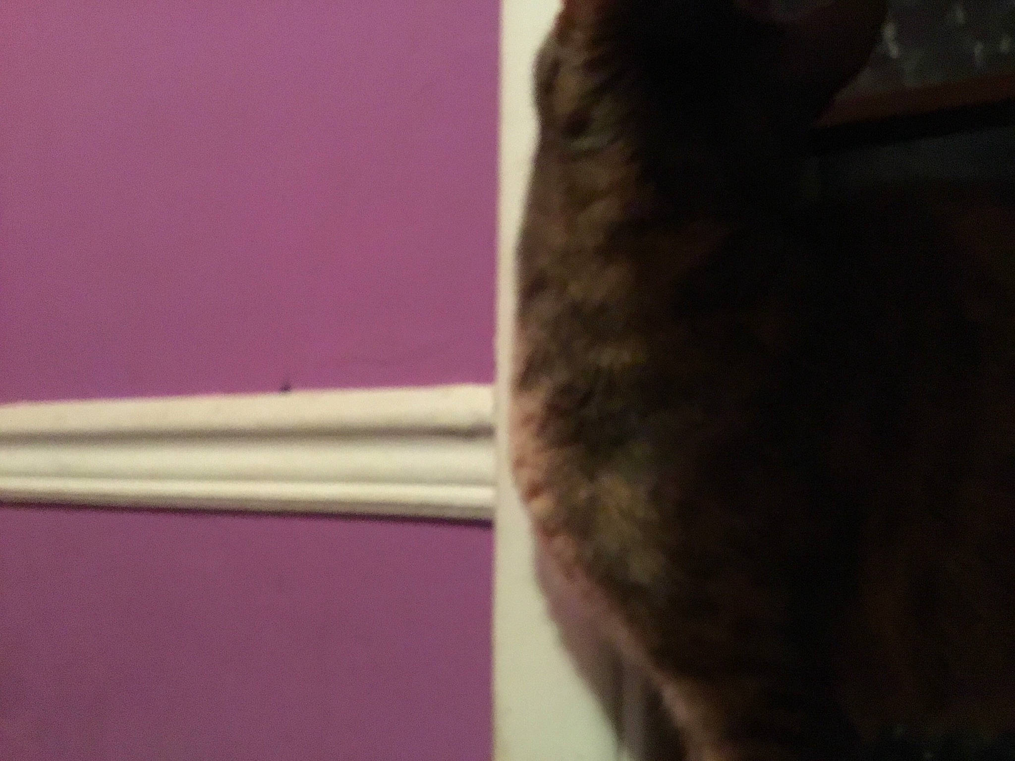 Beautiful is registered to the contest to win money with this photo: cat, eyelash, felidae, hair, hair_coloring, hairstyle, long_hair, neck, purple, small_to_medium_sized_cats, violet, whiskers