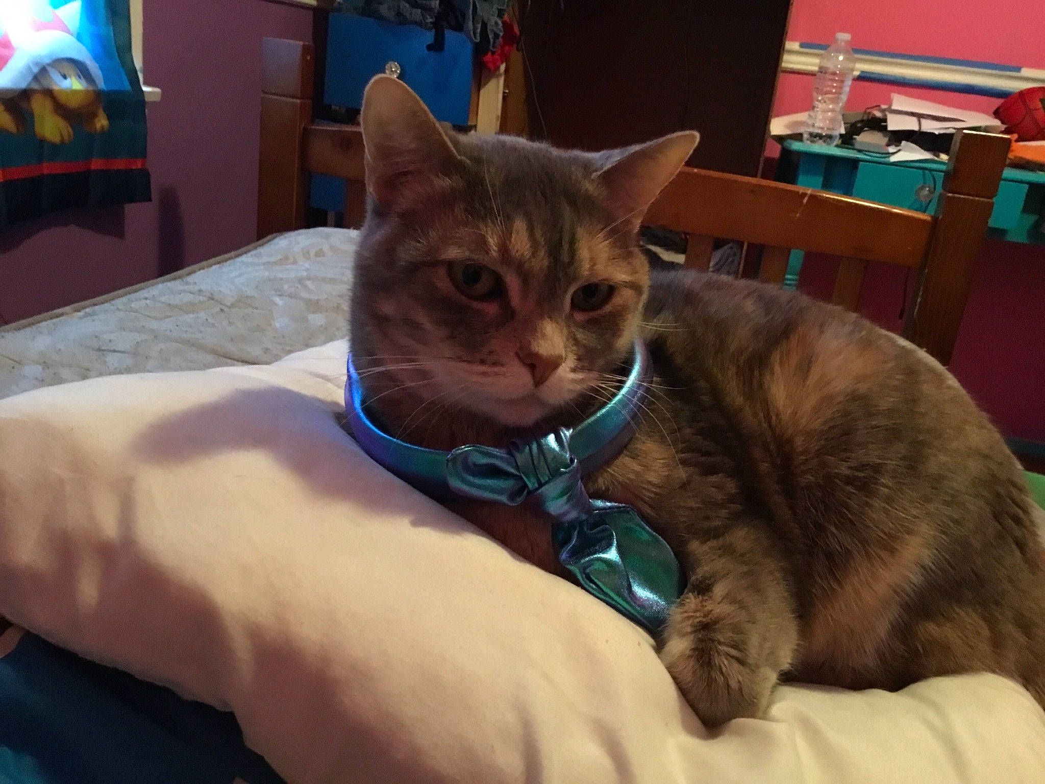 Beautiful joined the competition — help win amazing prizes! asian, australian_mist, carnivore, cat, domestic_short_haired_cat, ear, european_shorthair, felidae, german_rex, mammal, small_to_medium_sized_cats, snout, whiskers