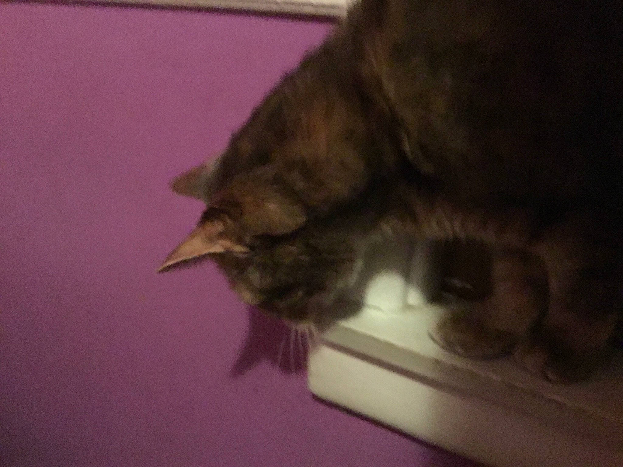 Beautiful is registered to the contest to win money with this photo: carnivore, cat, claw, domestic_short_haired_cat, felidae, fur, leg, paw, small_to_medium_sized_cats, snout, tail, whiskers