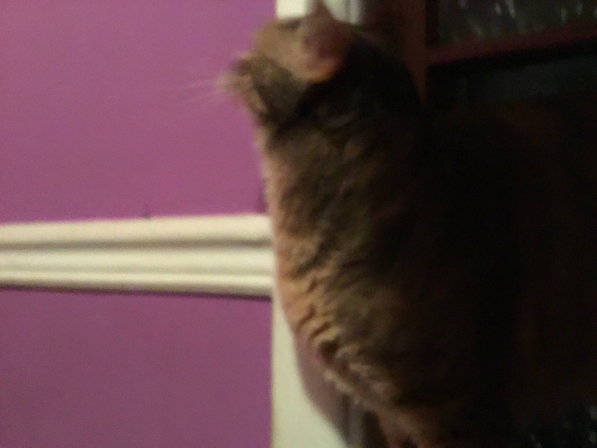 Beautiful joined the competition — help win amazing prizes! british_shorthair, carnivore, cat, degu, domestic_short_haired_cat, european_shorthair, felidae, mammal, polydactyl_cat, small_to_medium_sized_cats, snout, tabby_cat, tail, vertebrate, whiskers