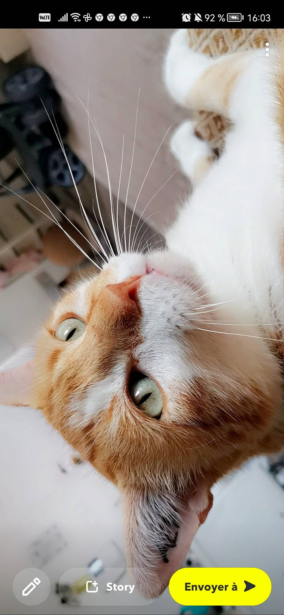 Emeraude a rejoint le concours — aidez-le/la à gagner de superbes lots ! animal_shelter, carnivore, cat, claw, domestic_short_haired_cat, ear, eye, eyelash, fawn, felidae, fur, head, iris, paw, small_to_medium_sized_cats, snout, tail, whiskers