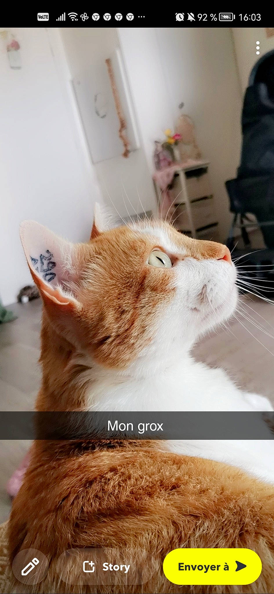 Emeraude participe au concours pour gagner de l'argent avec cette photo : carnivore, cat, claw, comfort, domestic_short_haired_cat, ear, eye, fawn, felidae, flooring, fur, paw, sitting, small_to_medium_sized_cats, snout, tail, whiskers, window, wood