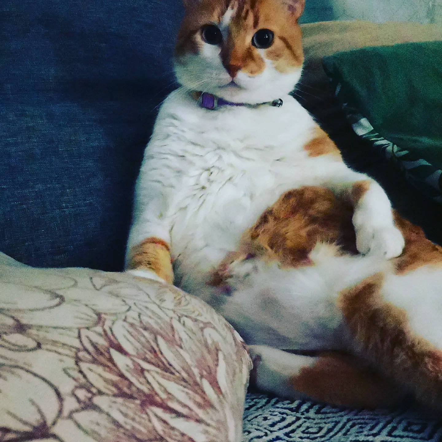 Emeraude participe au concours pour gagner de l'argent avec cette photo : art, bed, carnivore, cat, comfort, companion_dog, couch, domestic_short_haired_cat, fawn, felidae, fur, linens, painting, paw, sitting, small_to_medium_sized_cats, snout, tail, terrestrial_animal, whiskers