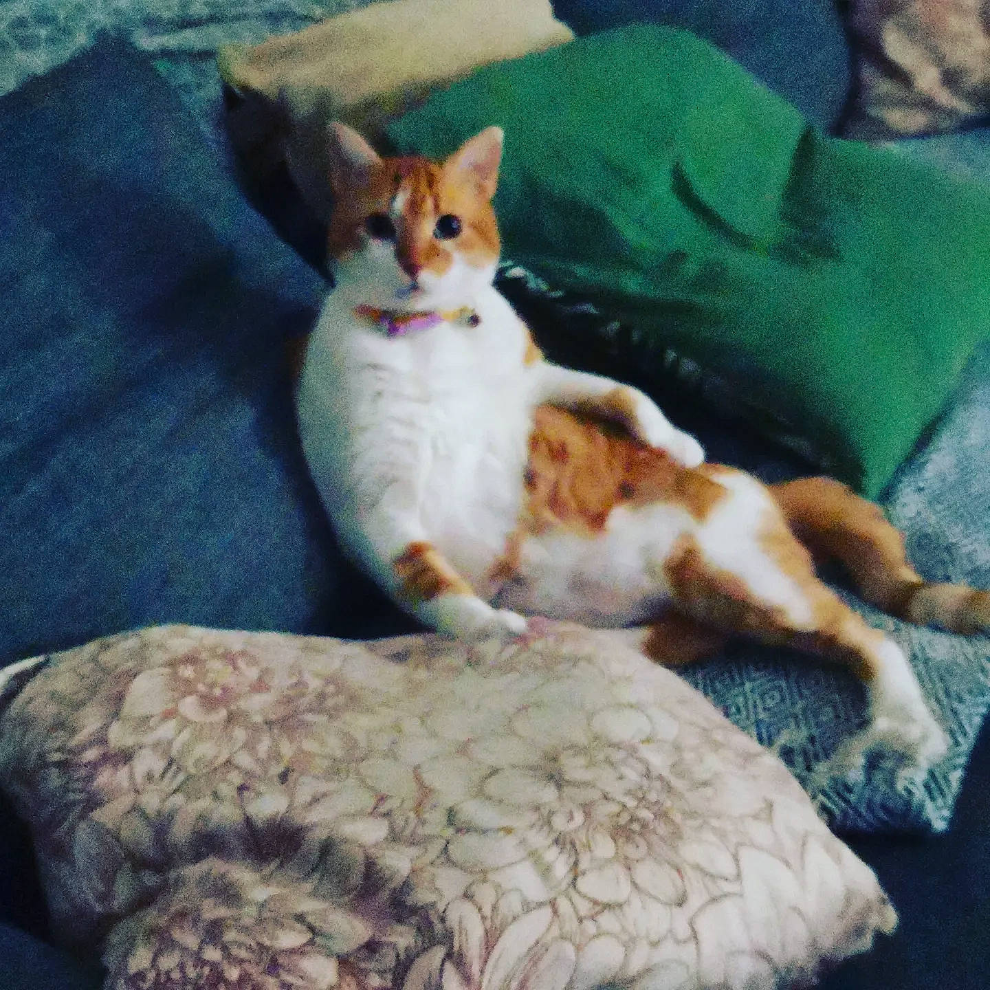 Emeraude participe au concours pour gagner de l'argent avec cette photo : bed, bedding, canidae, carnivore, cat, comfort, companion_dog, dog_breed, domestic_short_haired_cat, fawn, felidae, fur, linens, nap, paw, sand, small_to_medium_sized_cats, snout, tail, whiskers