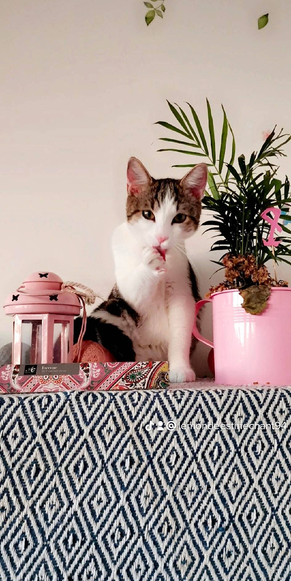 Lili participe au concours pour gagner de l'argent avec cette photo : art, carnivore, cat, domestic_short_haired_cat, event, felidae, flower, flowerpot, fur, grass, houseplant, linens, pattern, petal, plant, room, small_to_medium_sized_cats, textile, whiskers, window