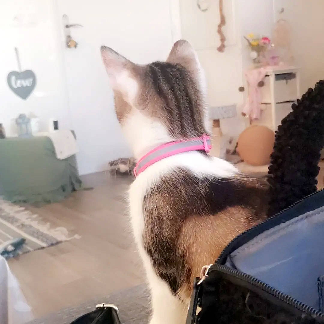 Lili participe au concours pour gagner de l'argent avec cette photo : carnivore, cat, collar, comfort, companion_dog, dog_breed, domestic_short_haired_cat, felidae, flooring, fur, human_leg, lap, nap, paw, picture_frame, room, small_to_medium_sized_cats, tail, whiskers, window