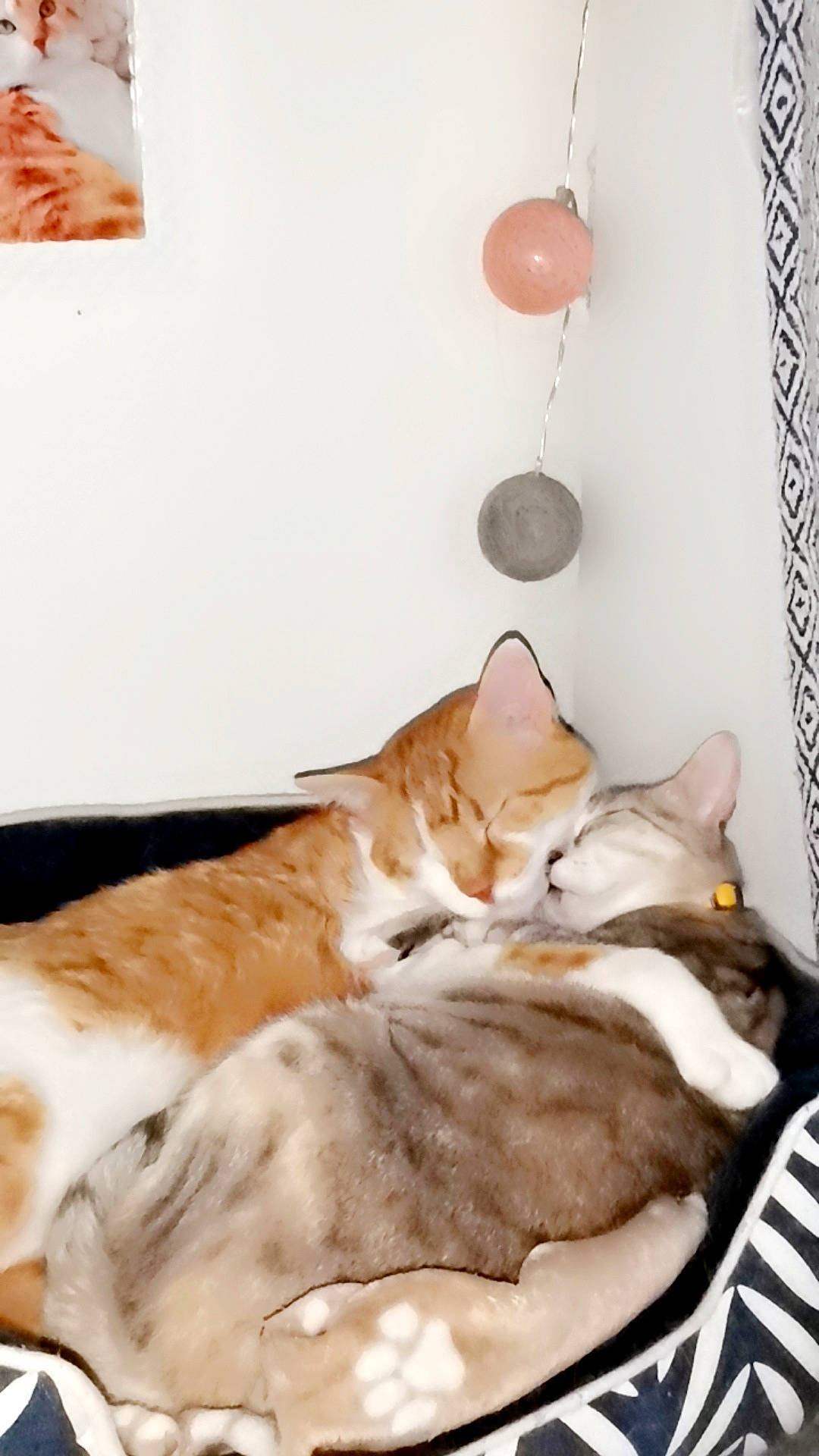 Princesse participe au concours pour gagner de l'argent avec cette photo : bed, bedding, bedroom, canidae, carnivore, cat, comfort, companion_dog, domestic_short_haired_cat, duvet, fawn, felidae, fur, linens, paw, room, small_to_medium_sized_cats, tail, whiskers, wood