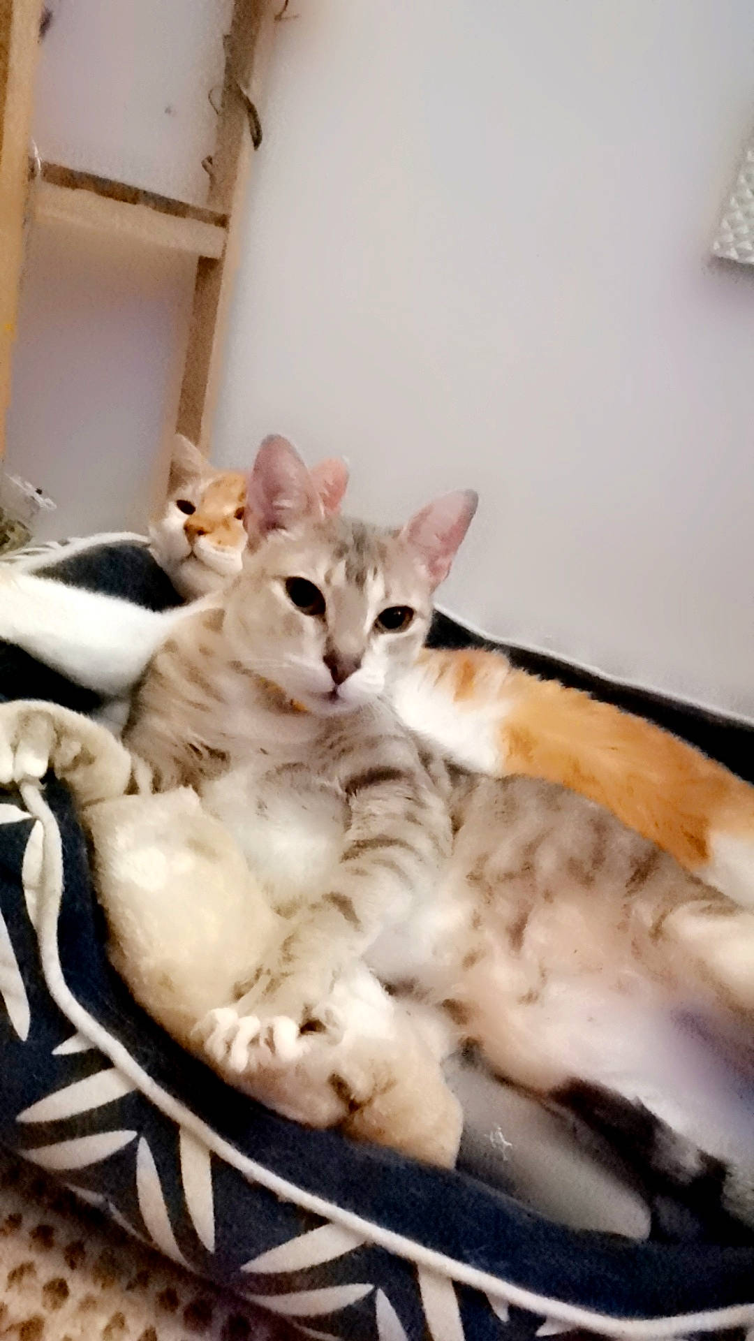 Princesse participe au concours pour gagner de l'argent avec cette photo : bed, bed_sheet, bedding, carnivore, cat, comfort, domestic_short_haired_cat, duvet, fawn, felidae, fur, hardwood, linens, nap, paw, room, small_to_medium_sized_cats, tail, whiskers, wood