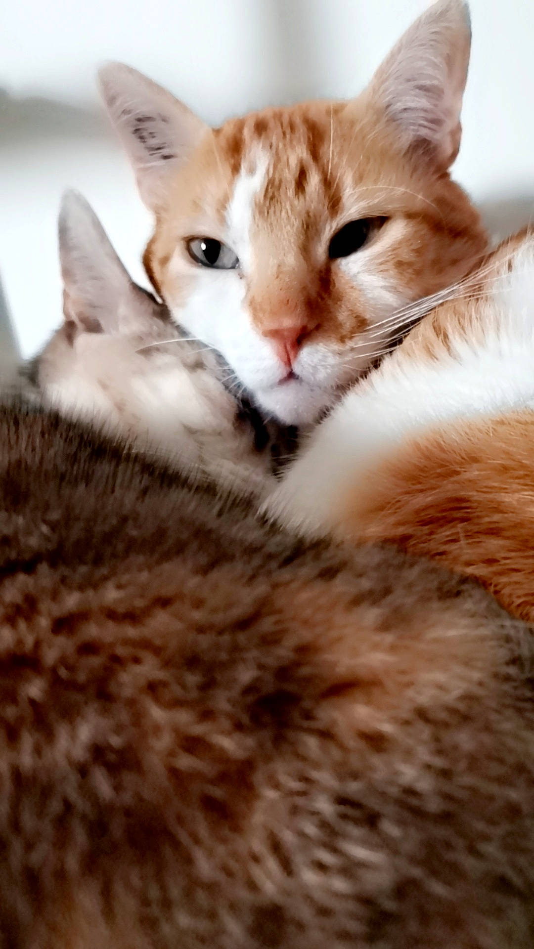 Princesse a rejoint le concours — aidez-le/la à gagner de superbes lots ! carnivore, cat, claw, close_up, comfort, domestic_short_haired_cat, ear, fawn, felidae, fur, paw, sky, small_to_medium_sized_cats, snout, tail, tree, whiskers, wildlife