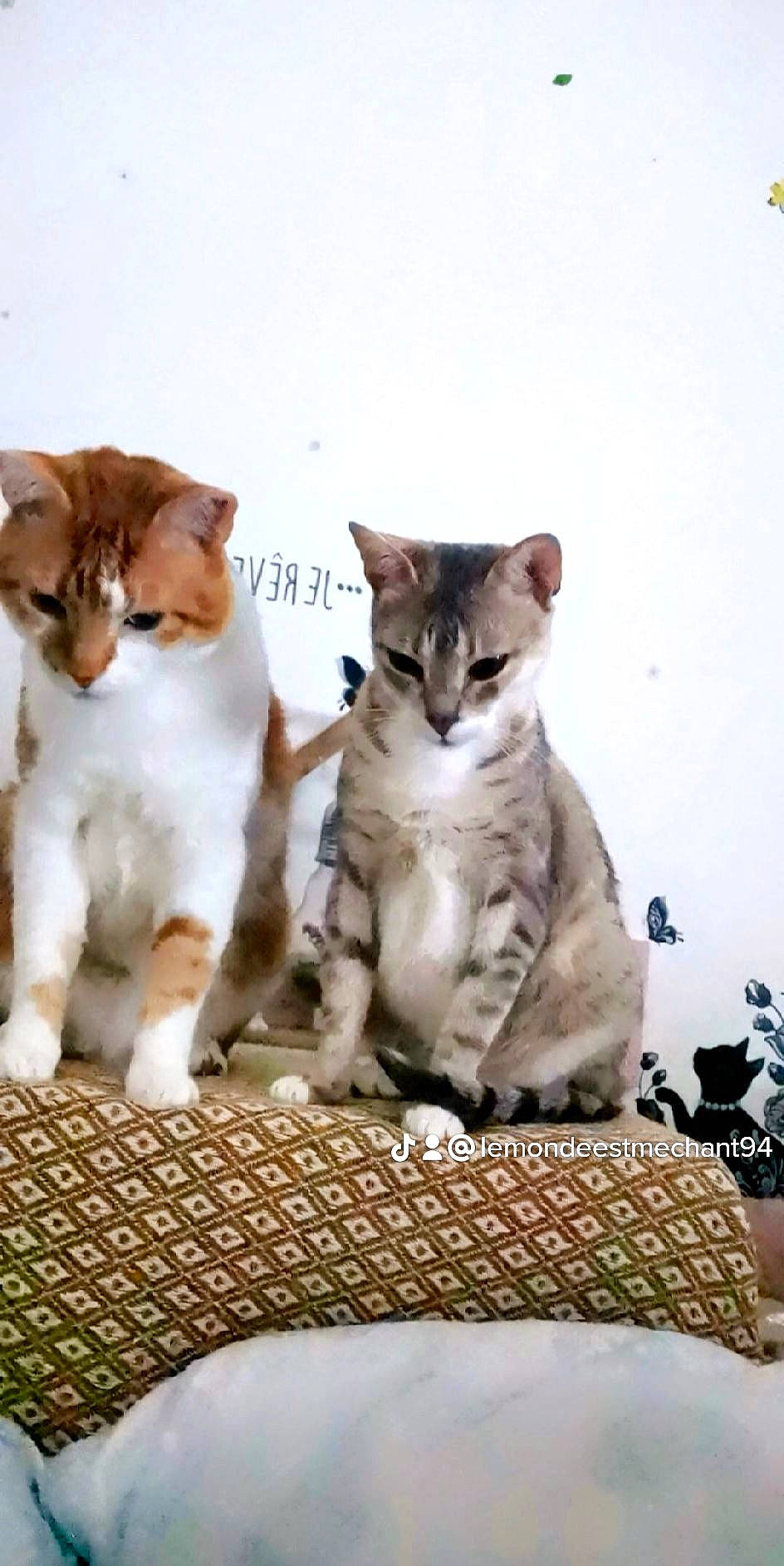 Princesse a rejoint le concours — aidez-le/la à gagner de superbes lots ! carnivore, cat, claw, comfort, companion_dog, domestic_short_haired_cat, fawn, felidae, font, fur, paw, photo_caption, small_to_medium_sized_cats, snout, tail, terrestrial_animal, whiskers, wildlife