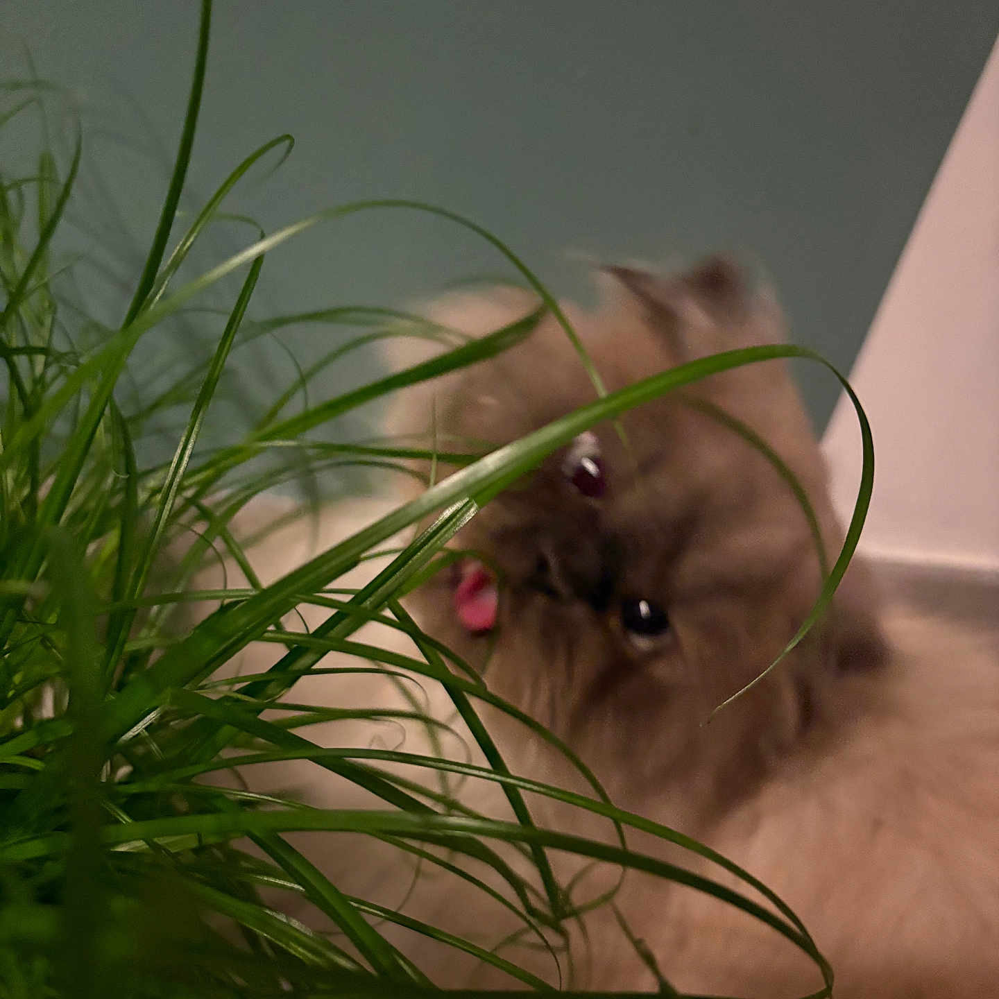 Snow a rejoint le concours — aidez-le/la à gagner de superbes lots ! angora, animal, bodypart, canine, cat, flower, flowerarrangement, grass, hardwood, ikebana, kitten, manx, mouth, person, pet, plant, pottedplant, siamese, tongue, wood