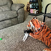 Sheba joined the competition — help win amazing prizes! animal, black_and_white, carpet, cat, chain, couch, decor, feline, floor, furniture, indoor, living_room, orange, pet, playful, plush_toy, relaxed, shelf, tiger, toy