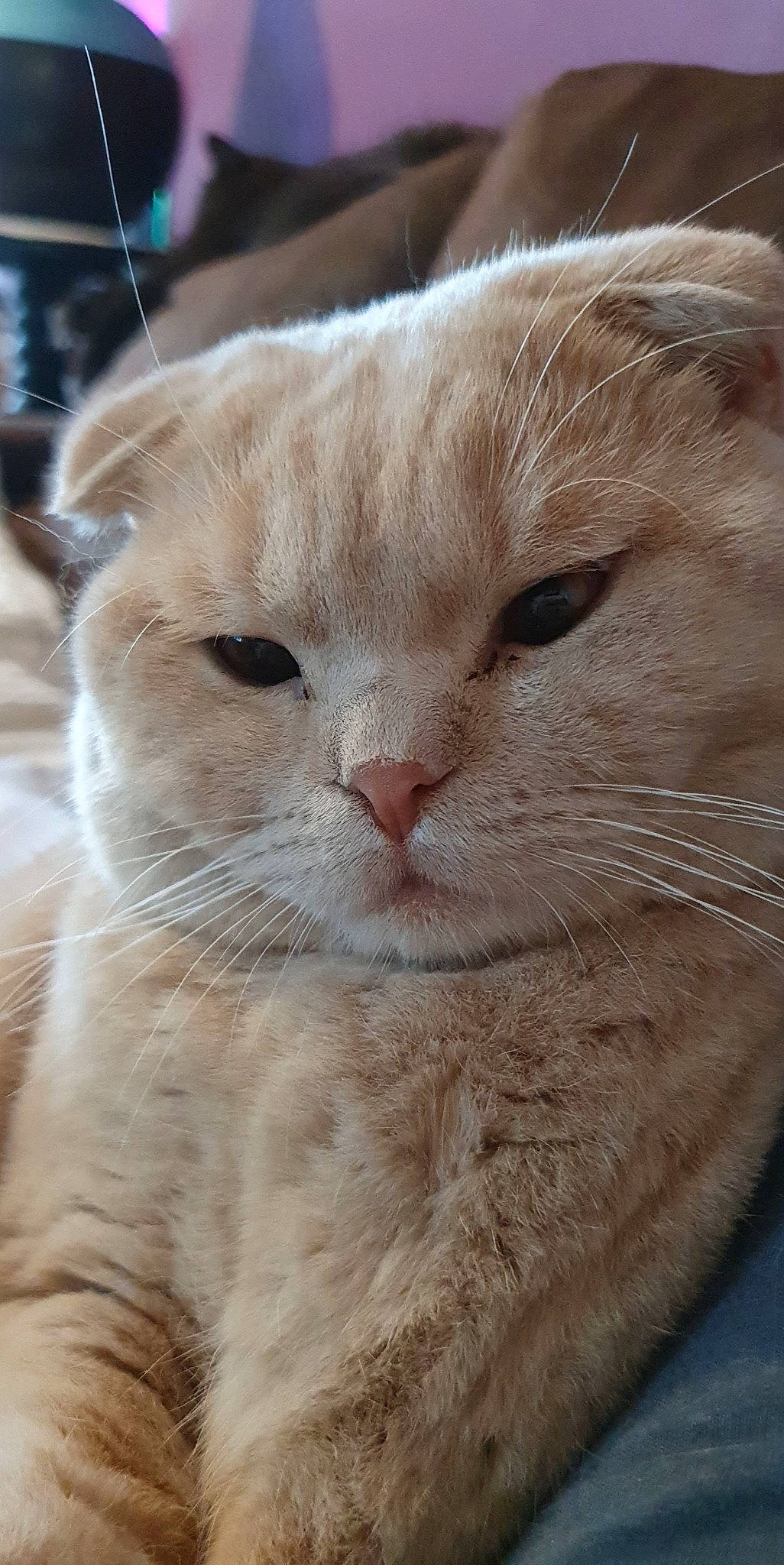 Mayki participe au concours pour gagner de l'argent avec cette photo : carnivore, cat, claw, domestic_short_haired_cat, eye, fawn, felidae, fur, head, iris, paw, small_to_medium_sized_cats, snout, terrestrial_animal, whiskers