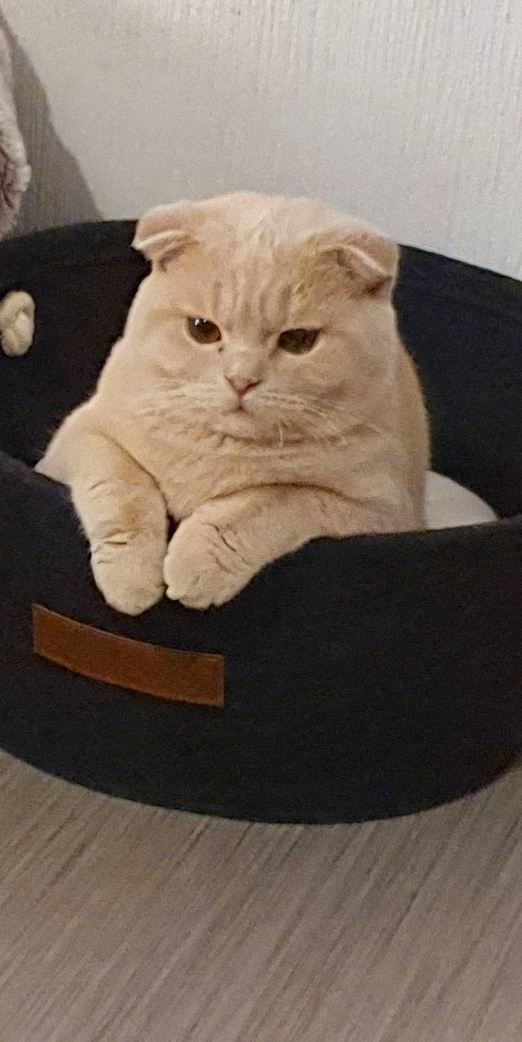 Mayki participe au concours pour gagner de l'argent avec cette photo : bag, carnivore, cat, comfort, domestic_short_haired_cat, fawn, felidae, fur, glasses, hardwood, paw, sitting, sleeve, small_to_medium_sized_cats, tail, terrestrial_animal, whiskers, wood