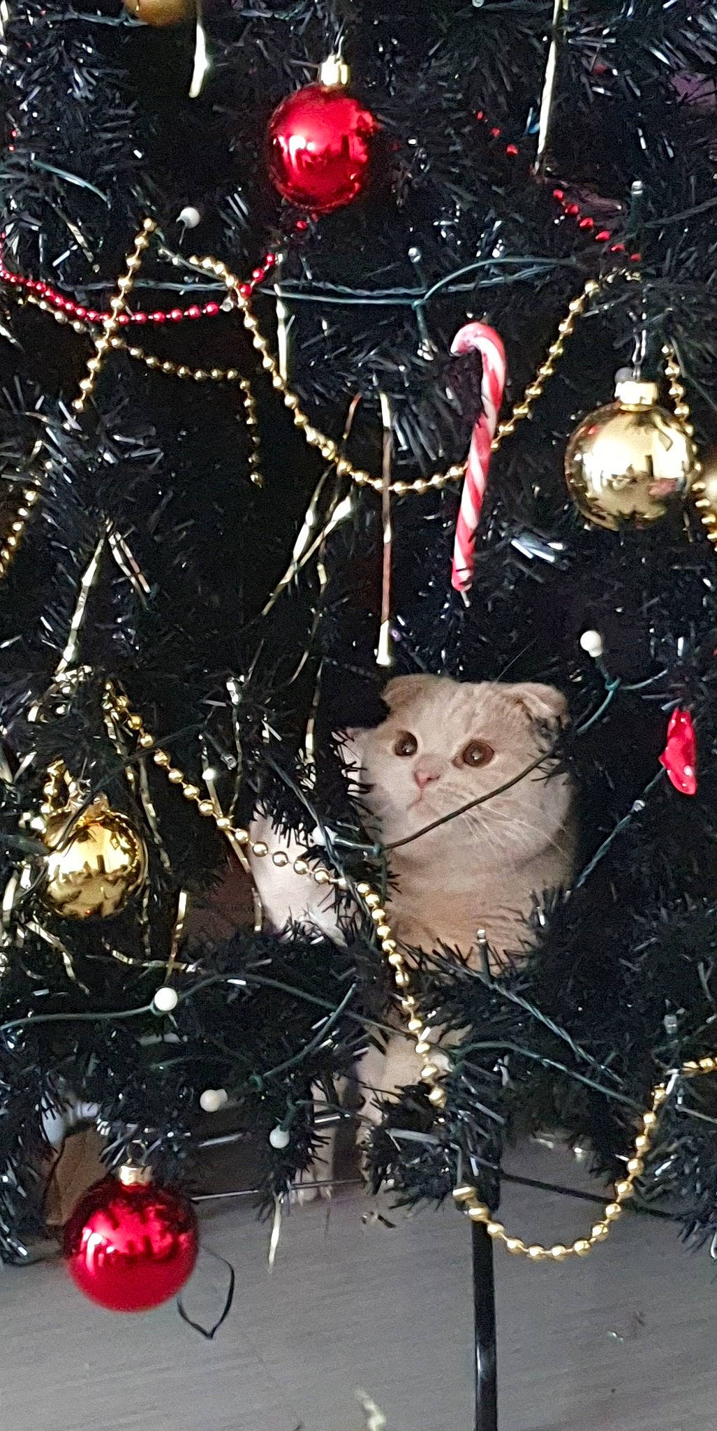 Mayki participe au concours pour gagner de l'argent avec cette photo : art, branch, carnivore, cat, christmas_decoration, christmas_ornament, christmas_tree, event, fawn, felidae, holiday_ornament, light, lighting, organism, ornament, plant, small_to_medium_sized_cats, snout, twig, whiskers