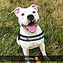 Marley participe au concours pour gagner de l'argent avec cette photo : american_bulldog, american_pit_bull_terrier, american_staffordshire_terrier, bull_and_terrier, bulldog, canidae, carnivore, companion_dog, cordoba_fighting_dog, dog, dog_breed, dogo_argentino, mammal, molosser, non_sporting_group, pit_bull, rare_breed_dog, snout, staffordshire_bull_terrier, vertebrate