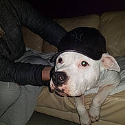 Marley participe au concours pour gagner de l'argent avec cette photo : american_bulldog, american_staffordshire_terrier, bull_and_terrier, bulldog, bully_kutta, canidae, carnivore, cordoba_fighting_dog, dog, dog_breed, dogo_argentino, dogo_guatemalteco, ear, guard_dog, mammal, non_sporting_group, nose, pit_bull, snout, vertebrate