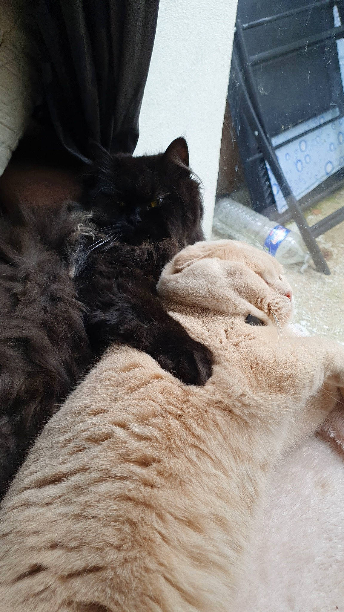 Nézuko a rejoint le concours — aidez-le/la à gagner de superbes lots ! black_cat, bombay, carnivore, cat, claw, comfort, dog_breed, domestic_short_haired_cat, felidae, foot, fur, human_leg, paw, small_to_medium_sized_cats, snout, tail, terrestrial_animal, whiskers, wood, working_animal