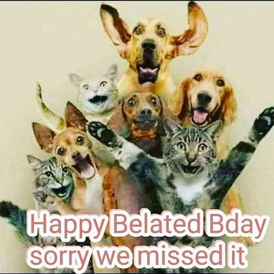 Jakey joined the competition — help win amazing prizes! canidae, carnivore, collage, companion_dog, dog, dog_breed, dog_supply, fawn, font, happy, mammal, pattern, paw, pet_supply, photo_caption, rectangle, snout, sporting_group, vertebrate, working_animal