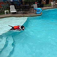 Rip is registered to the contest to win money with this photo: animal, backyard, blue_water, chair, dog, float, life_jacket, outdoor, pet, playful, pool, poolside, recreation, shadows, splash, summer, sunlight, swimming, table, water