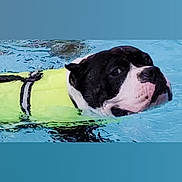 Rip joined the competition — help win amazing prizes! dog, swimming, water, pool, life_jacket, black_and_white, pet, animal, outdoor, summer, canine, water_sport, wet, splash, active, focused, recreation, summer_fun, exercise, leisure