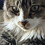 cat, close_up, fur, whiskers, green_eyes, animal, pet, mammal, face, portrait, fluffy, domestic_cat, feline, whisker, looking, cute, soft, indoor, macro, focused