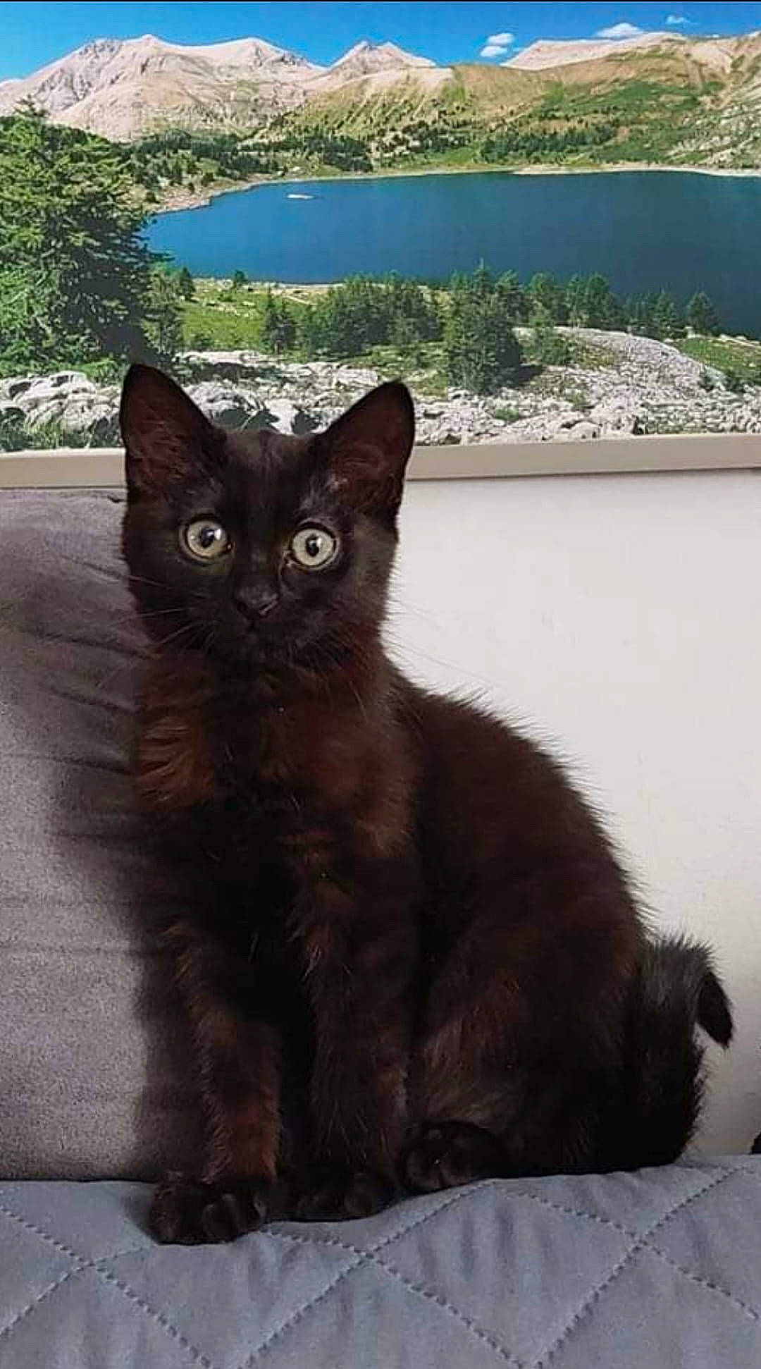 Hina a rejoint le concours — aidez-le/la à gagner de superbes lots ! black_cat, carnivore, cat, cat_furniture, claw, domestic_short_haired_cat, felidae, fur, grass, havana_brown, paw, plant, sitting, small_to_medium_sized_cats, snout, tail, terrestrial_animal, tree, whiskers, window