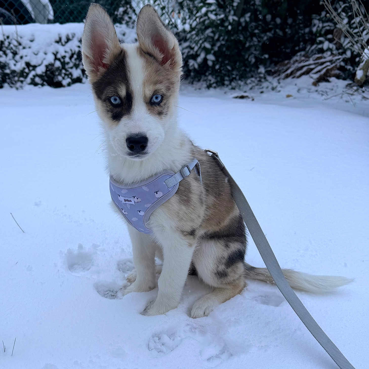 Enid a rejoint le concours — aidez-le/la à gagner de superbes lots ! attentive, backyard, blue_eyes, bushes, car, cold, cute, dog, fence, harness, husky, leash, outdoors, paw_prints, pet, portrait, puppy, sitting, snow, winter