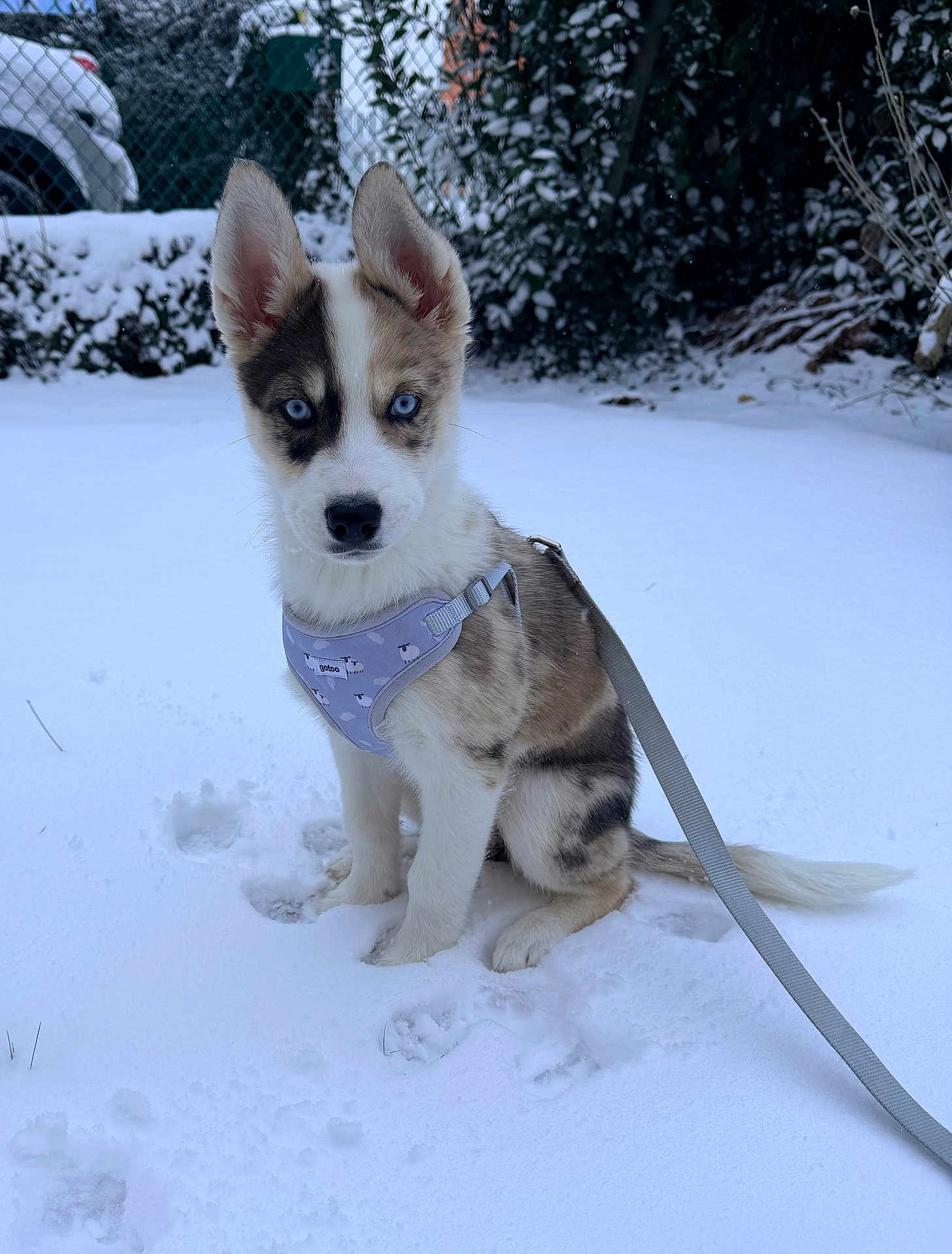 Enid a rejoint le concours — aidez-le/la à gagner de superbes lots ! dog, puppy, husky, blue_eyes, snow, winter, harness, leash, outdoors, sitting, paw_prints, backyard, fence, bushes, car, cold, portrait, attentive, pet, cute