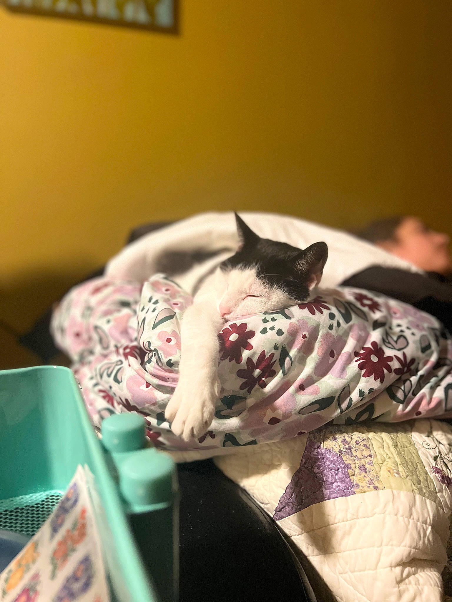 Chicaa joined the competition — help win amazing prizes! bed_sheet, bedding, carmine, carnivore, cat, comfort, comfort_food, dessert, domestic_short_haired_cat, fashion_accessory, felidae, flesh, fur, linens, magenta, nap, pattern, room, small_to_medium_sized_cats, whiskers