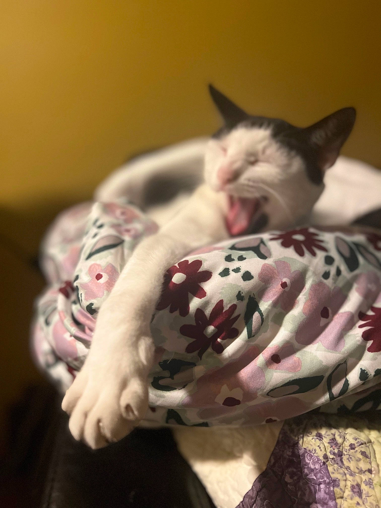 Chicaa is registered to the contest to win money with this photo: bedding, canidae, carmine, cat, comfort, companion_dog, domestic_short_haired_cat, fawn, felidae, flesh, foot, fur, gesture, human_leg, linens, nail, small_to_medium_sized_cats, snout, tattoo, whiskers