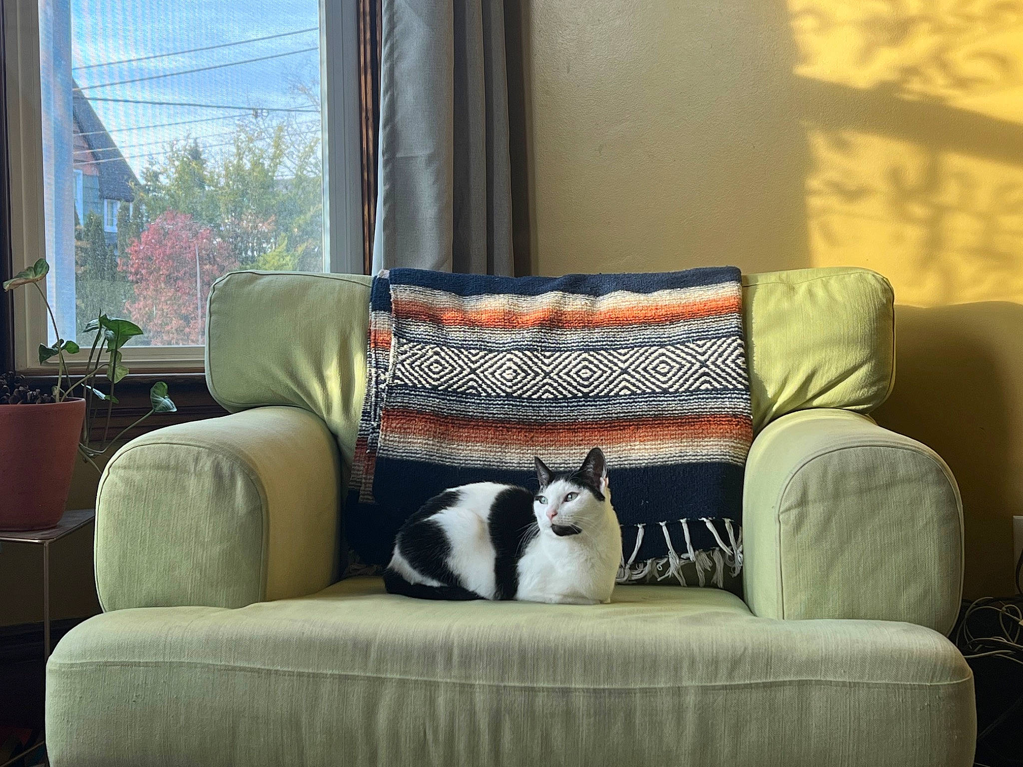 Chicaa joined the competition — help win amazing prizes! blue, carnivore, cat, comfort, couch, felidae, furniture, grey, interior_design, living_room, morning, outdoor_furniture, pillow, shade, studio_couch, table, textile, tints_and_shades, window, wood