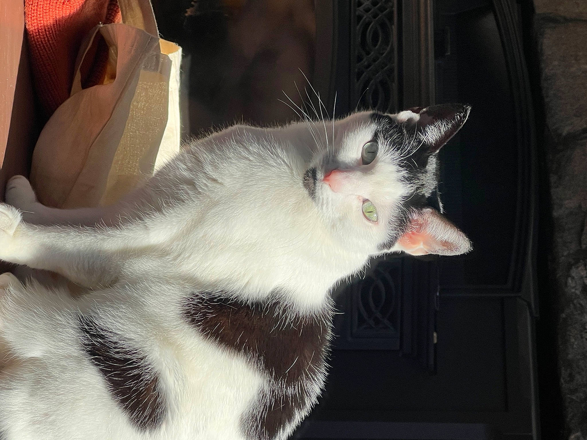 Chicaa is registered to the contest to win money with this photo: carmine, carnivore, cat, claw, comfort, dog_breed, domestic_short_haired_cat, fang, felidae, fur, jaw, paw, small_to_medium_sized_cats, snout, tail, terrestrial_animal, whiskers, window