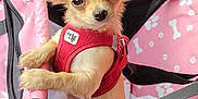 Pixie participe au concours pour gagner de l'argent avec cette photo : dog, puppy, small_dog, red_harness, pink_carrier, pet_carrier, leash, seat_belt, ears, fur, cute, indoor, close_up, animal, pet, canine, sitting, looking, car_interior, adorable