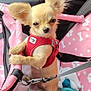 dog, puppy, small_dog, red_harness, pink_carrier, pet_carrier, leash, seat_belt, ears, fur, cute, indoor, close_up, animal, pet, canine, sitting, looking, car_interior, adorable