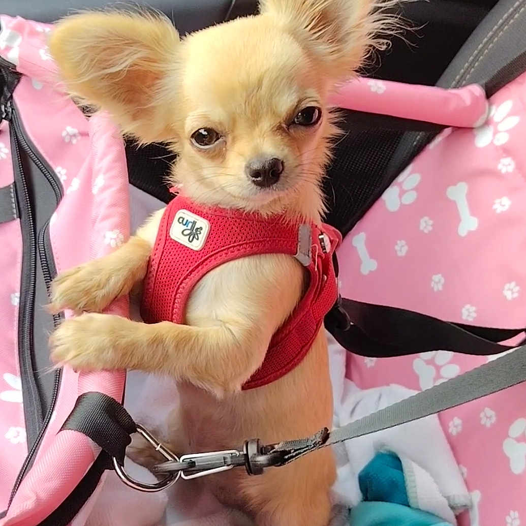 Pixie participe au concours pour gagner de l'argent avec cette photo : adorable, animal, canine, car_interior, close_up, cute, dog, ears, fur, indoor, leash, looking, pet, pet_carrier, pink_carrier, puppy, red_harness, seat_belt, sitting, small_dog