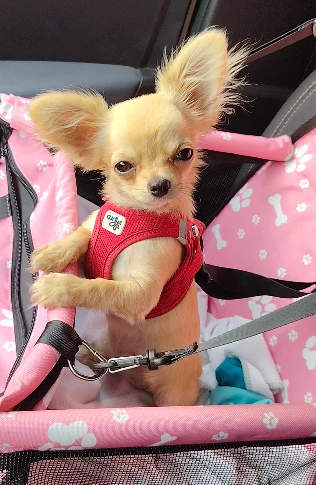 Pixie participe au concours pour gagner de l'argent avec cette photo : dog, puppy, small_dog, red_harness, pink_carrier, pet_carrier, leash, seat_belt, ears, fur, cute, indoor, close_up, animal, pet, canine, sitting, looking, car_interior, adorable